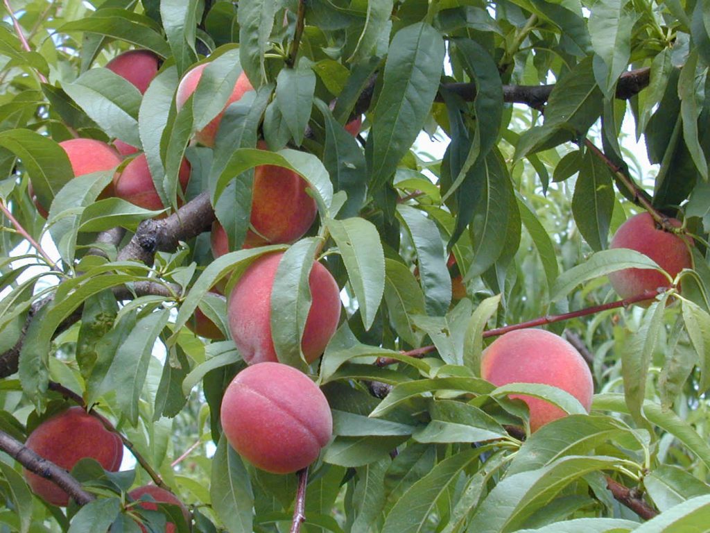 peaches4