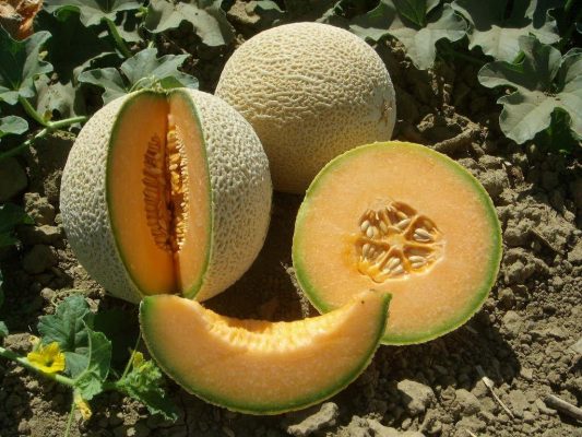 Cantaloupes12