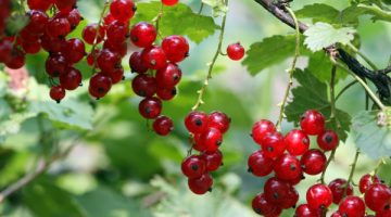 Eating Red Currants Will Leave Your Body Riddled With These Health Benefits