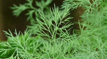 Eating Dill Has Remarkable Results On Oral Health