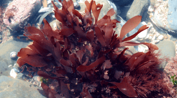 This Is A Deeper Look Into The Health Benefits Of The Alkaline Seaweed Dulse