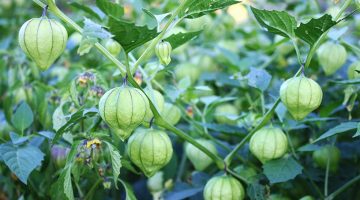 Here Is A Great Explanations Of What Tomatillos Provide For The Human Body