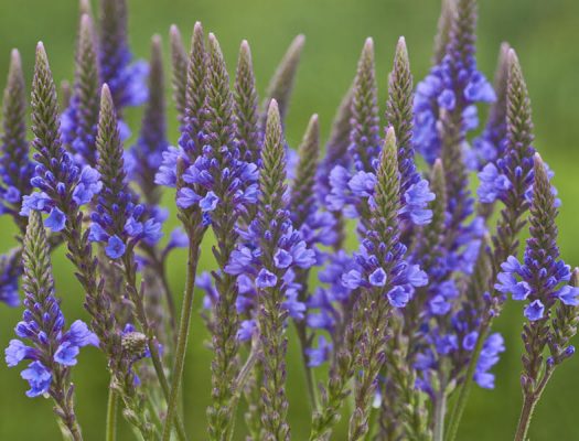 Blue Vervain