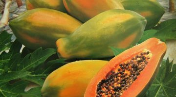 11 Amazing Health Benefits About Papaya That You May Want To Know