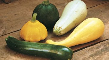 Eating Squash Regularly Could Possibly Do Wonders For Diabetes