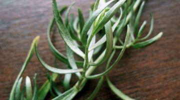 Eating Tarragon Has An Unbelievable Effect On Blood Circulation