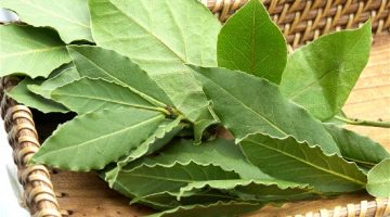Bay Leaves Lower Glucose Levels In Type 2 Diabetes Patients