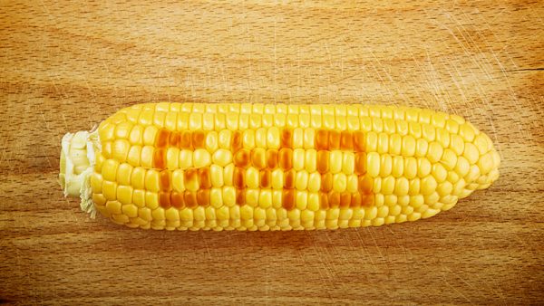 GMO Corn Maize Cob on wooden background
