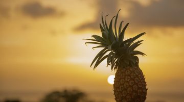 6 Mind–Blowing Pieces Of Evidence That Explain Why You Should Never Eat Pineapples
