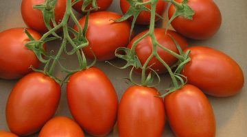 Eating Plum Tomatoes Could Be Great For Weight Loss