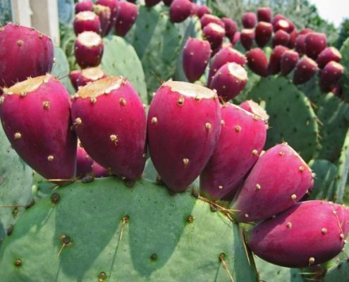 prickly-pear1
