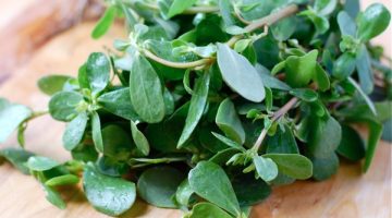 9 Breathtaking Health Benefits Of Purslane That Prove It Should Be Talked About More