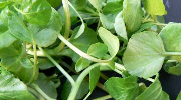 What Happens To Breast Cancer After Consuming Watercress Is Very Alarming