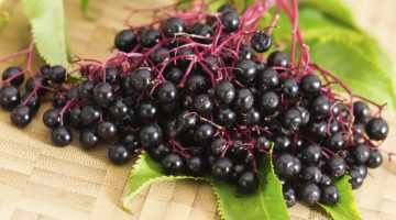 Eating Elderberries Can Protect The Cells From Diseases, According To Studies