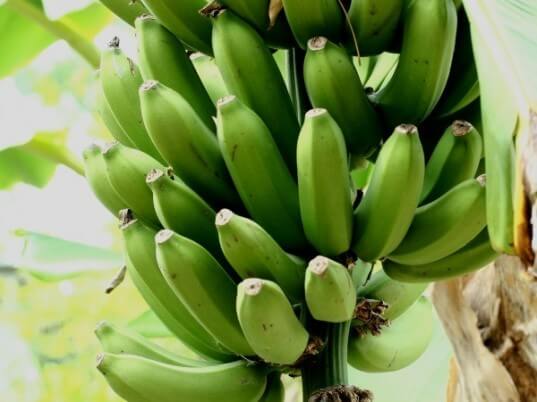 Green Bananas1
