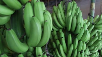 12 Amazing Health Benefits About Green Bananas That You May Not Know