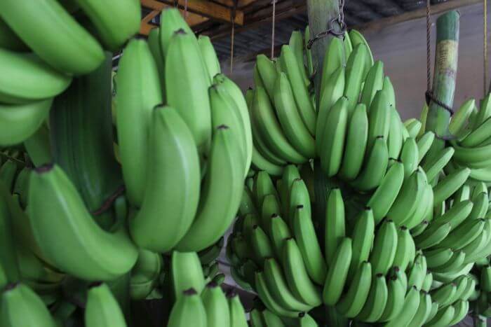 Green Bananas4