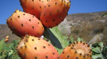 The Health Powers Of Prickly Pears Are Marvelous