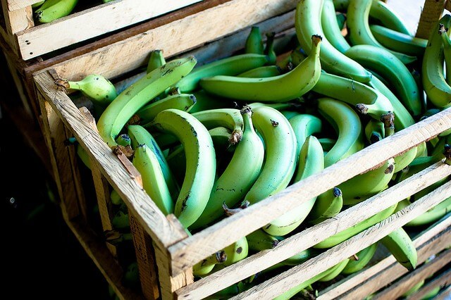 Image of green bananas
