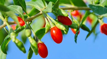 9 Awesome Things About Goji Berries That Explain Why You Should Eat Them