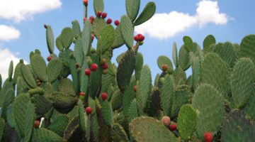 This Is Why Eating Nopal Cactus Can Knock The Weight Right Off