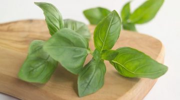 Eating Basil Produces These Amazing Results In Lowering High Blood Pressure
