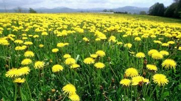 Eating Dandelion Greens Turn On A ‘Kill Switch’ Against Leukemia Cancer Cells