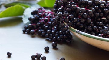 Do Elderberries Heal The Flu? This Answer Will Surprise You…
