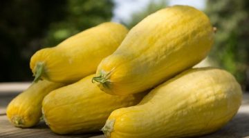 Eating Yellow Squash Could Keep You From Becoming Sick