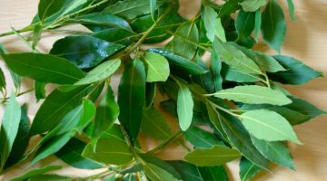 This Is Exactly Why Eating Bay Leaves Puts Heart Disease In Check
