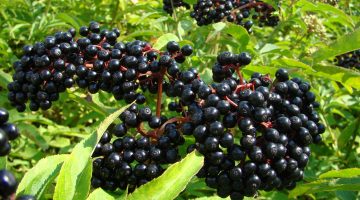 Consuming Elderberries Is An Excellent Source To Boost Immune System