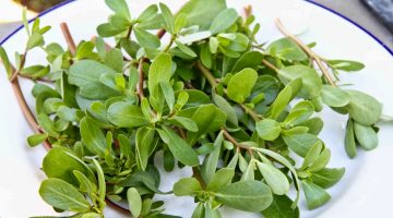 Purslane Could Be An Excellent Choice In Fight Against Cancer