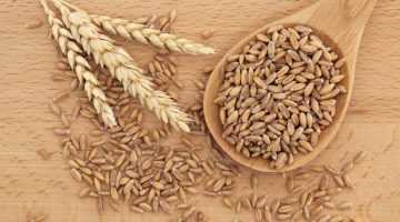 This Is A Great Explanation On Why People Should Choose Spelt Over Modern Wheat