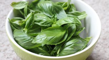 Eating Basil Could Do Wonders In The Fight Against Tuberculosis, According To Researchers