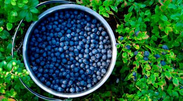 Blueberries Are Great For People Struggling With Memory Loss