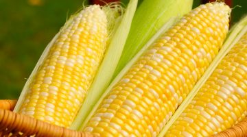 You May Never Eat Corn Again After Reading These 7 Terrifying Things About The Vegetable
