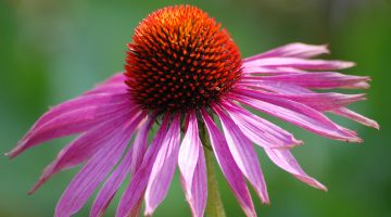 5 Terrifying Pieces Of Evidence That Explain Why You Should Never Take Echinacea