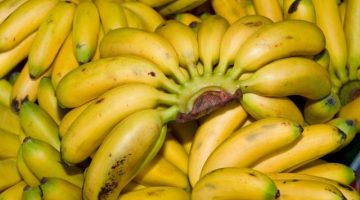 9 Untold Health Benefits Of Burro Bananas That Must Be Told To The Masses
