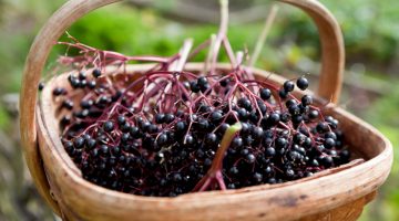 8 Mind-Blowing Health Benefits Of Elderberries That Prove Why You Should Eat Them